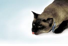 Asthma inhalers contain prescription medications that are breathed directly into the lungs to relieve or prevent asthma symptoms. Treatment Of Feline Lower Airway Disease Today S Veterinary Practice