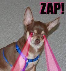 Shoot Lasers Out Of Your Eyes Silly Photos Chihuahua Super Powers