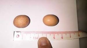 Kalau boleh jujur, telur ayam kampung tentu akan lebih disukai oleh para konsumen karena meskipun bentuknya sedikit lebih kecil, namun memiliki cita rasa yang lebih enak dibanding telur ayam jenis lain. Telur Ayam Terkecil Dimiliki Warga Depok