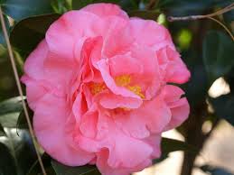 Ack Scent Ack Scent Hybrid Seedling Of Hybrid C Japonica Kramer S Supreme X C Hybrid Fragrant Pink Improved 4 Camellia Plant Growth Flowers