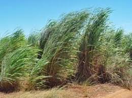 Image result for Andropogon gayanus