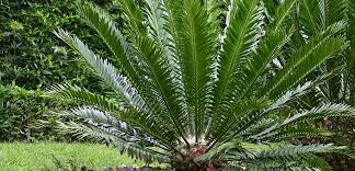 Symptoms of sago palm poisoning: Animal Poison Control Alert Beware Of Sago Palms Aspca