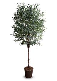 Check them out as they will quickly go out of stock. Olive Trees Sabambu