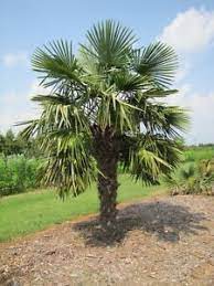 Maybe you would like to learn more about one of these? Trachycarpus Fortunei Fan Palm Tree 50 Frische Samen Uk Hardy Ebay