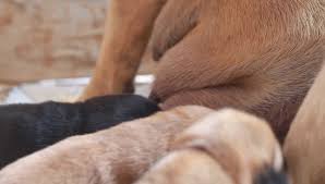 A woman from buenos aires saved a puppy by breastfeeding it alongside her own infant child. Puppies Breast Feeding From Mother Stock Footage Video 100 Royalty Free 11471321 Shutterstock