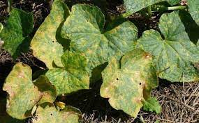 We did not find results for: Why Are My Cucumber Leaves Turning Yellow Green Thumb Gardener