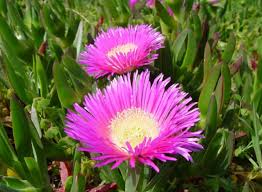 Flowers are the perfect gift. The Healing Power Of African Plants