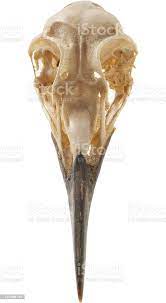 Bird Skull Stock Photo Download Image Now Istock