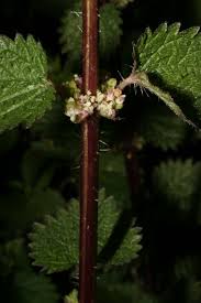 Image result for Urticaceae