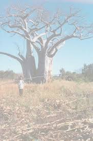 Image result for Oldfieldia dactylophylla