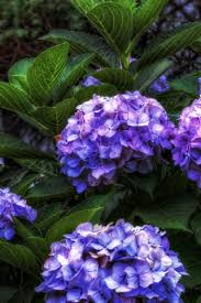 Blue Purple Hydrangea Flowers 750x1334 Iphone 8 7 6 6s Wallpaper Background Picture Image We have 62+ amazing background pictures carefully picked by our community. blue purple hydrangea flowers 750x1334