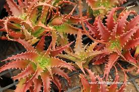 Go to all cacti and succulents threads. Rosalina S Dream A Nursery Of Her Own