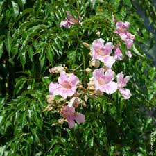 Image result for Podranea brycei