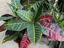 Image result for Croton