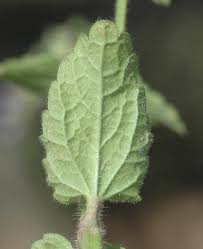 Image result for Centrostachys