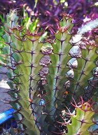 Image result for Senecio greenwayi