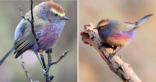 pin on animaux