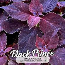 Yang jika ditentang atau diusik oleh siapapun, maka tak berubah sedikitpun. Kenali 44 Jenis Id Pokok Bunga Ati Ati Hsl Mini Nursery Facebook