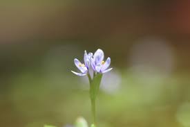 Image result for Pontederiaceae