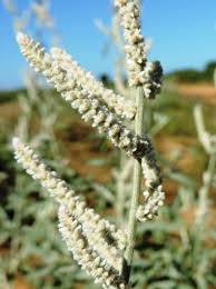 Image result for Aerva javanica