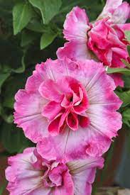 Cvece Za Baste Dvoriste Sobe Petunija Grandiflora Multiflora Sulfinija Beautiful Flowers Beautiful Pink Flowers Pretty Flowers