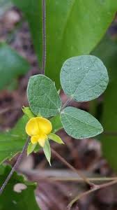 Image result for Rhynchosia