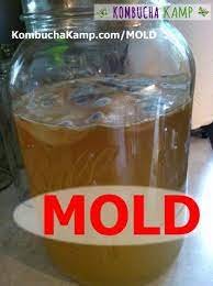 Kombucha Mold Not Mold Photos Plus Brew Safety Info Kombucha Kamp