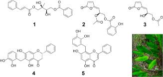 Image result for Sphaerocoryne gracilis