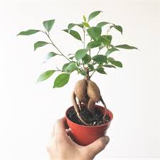 Image result for F kus Ficus