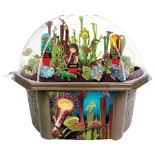Biosphere Terrariums Brown Carnivorous Creatures Indoor Garden Terrarium Indoor Garden Seed Starter Kit 5528089 In 2020 Carnivorous Plants Seed Starter Kit Carnivorous
