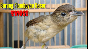 Artikel ini saya kumpulkan dari beberapa sumber, jadi jika ada diantara yang lebih paham mengenai kasus. Download Suara Burung Flamboyan Mp3 Mp4 3gp Flv Download Lagu Mp3 Gratis