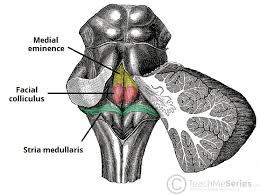 Image result for Pons