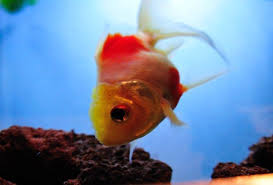 Goldfish Disease Symptoms 14 Early Signs That Your Goldfish Are Sick With Images Disease Symptoms Goldfish Pet Fish
