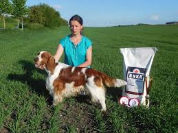 Image result for velššpringršpaněl