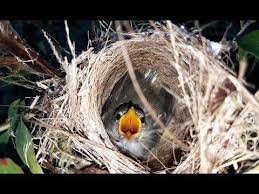 Download mp3 & video for: Anakan Burung Ciblek Di Dalam Sarang Youtube