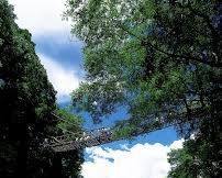 祖谷のかずら橋の画像