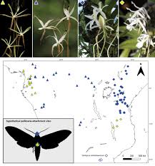 Image result for Ypsilopus zimbabweensis