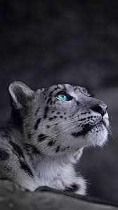 Animals Wallpapers Iphone Animals Wallpaper Iphone Animal Wallpaper Snow Leopard Wallpaper Wildlife Wallpaper