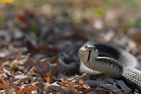 Ammonia is a common snake repellent. Keep Snakes Away Archives Northwest Exterminating