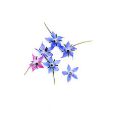 Maybe you would like to learn more about one of these? Borage Edible Flower Space Farms