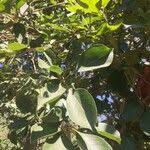 Image result for Terminalia phanerophlebia