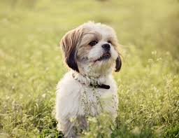 View our pets in foster homes. Maltese Rescues And Adoption Petfinder And Adopt A Pet Pawzy