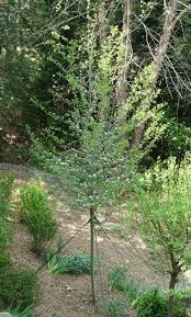An excellent city tree, it is important to prune away thorny lower branches so they will be out of the way of human contact the tree's thorny nature makes it a good hedge for security purposes. Georgia Backyard Nature Welcome Washington Hawthorn