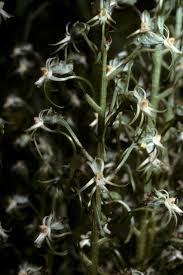 Image result for Habenaria nyikana