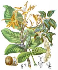 Image result for Juglandaceae