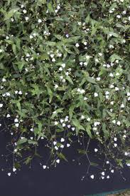 Image result for Gibasis