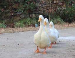 Pin By Senanur On Enten Amazing Animal Pictures Pet Birds Backyard Ducks