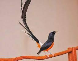 Harga Murai Batu Lampung Harga Murai Batu Anakan Harga Murai Batu Medan Super Murai Batu Air Harga Murai Batu Termahal Gambar Burung Burung Berburu Burung