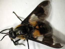 Riproduzione in stampa d'arte realizzata su bella carta spessa e satinata. Quelle Mouche A Bien Pu Piquer Les Zebres Zoom Nature