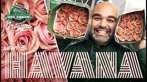 Hours may change under current circumstances Jftv Fresh Rose Variety Havana From Jet Fresh Flower Growers With Fern Youtube